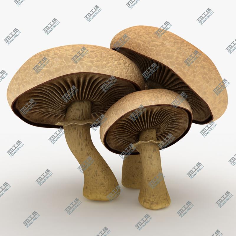 images/goods_img/202104094/Mushrooms Collection 3 3D/3.jpg